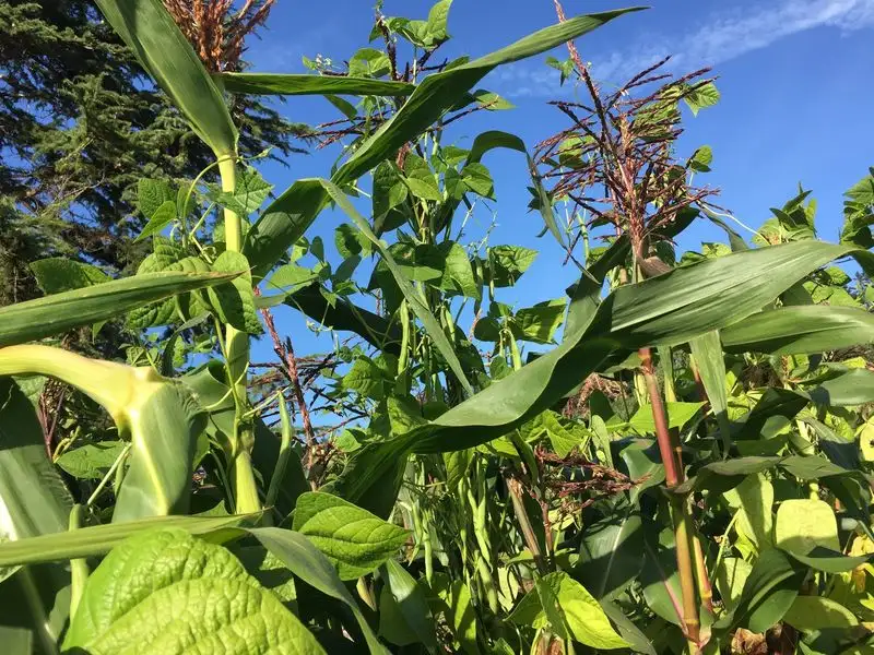 Corn and Beans