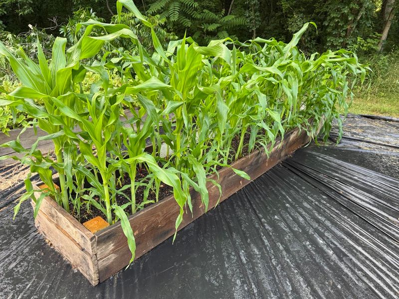 Corn