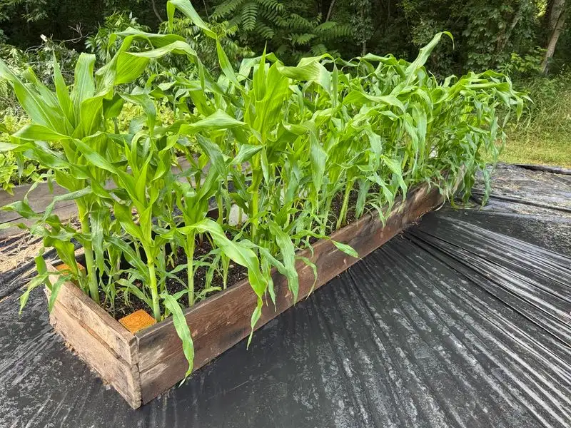 Corn