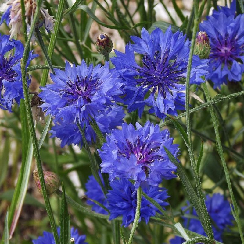 Cornflower