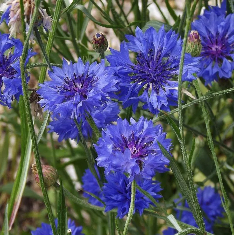 Cornflower