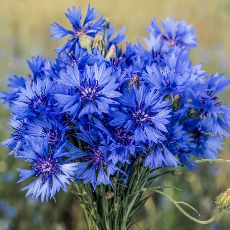 Cornflower