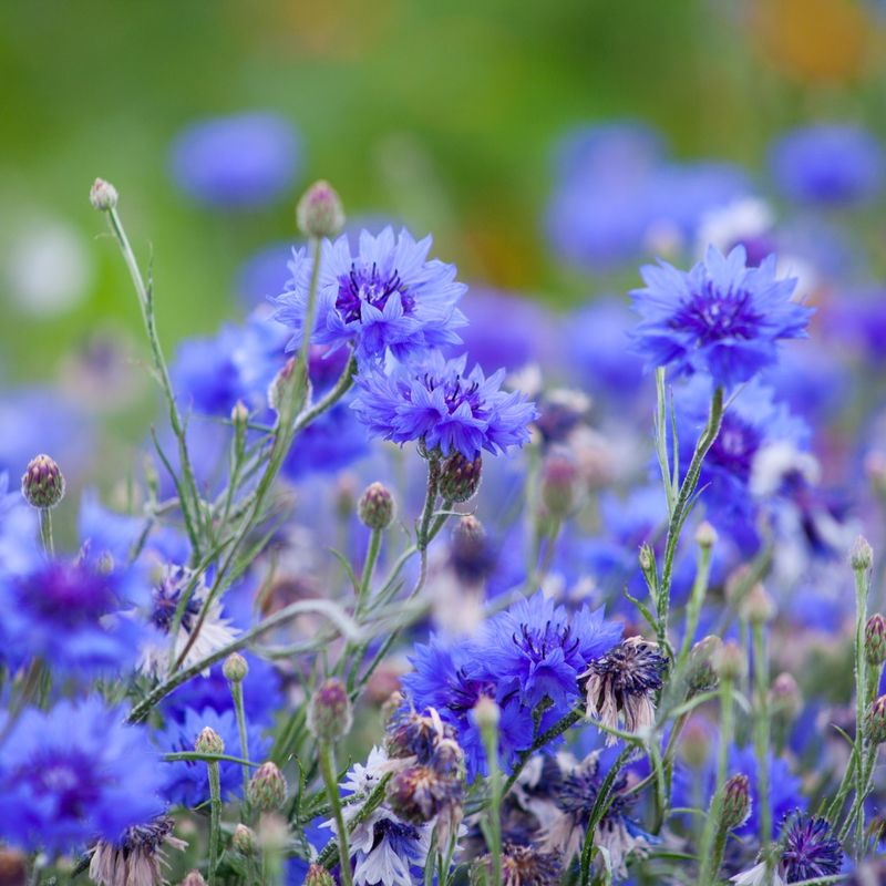 Cornflower