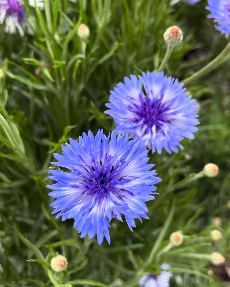Cornflowers