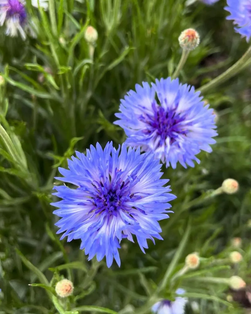 Cornflowers