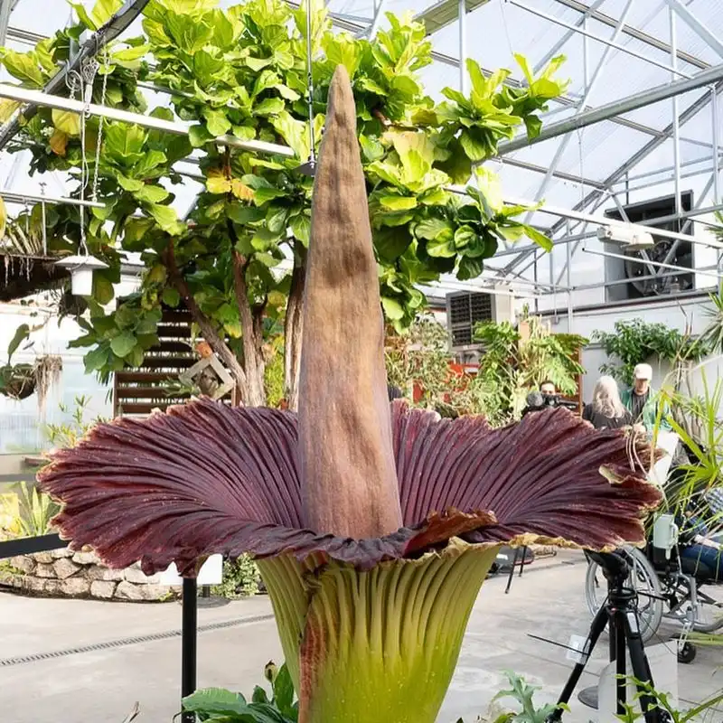 Corpse Flower