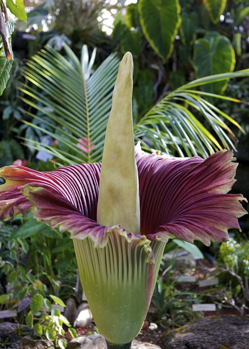 Corpse Flower