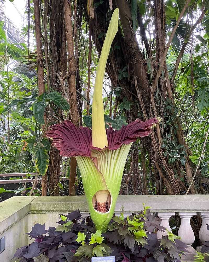 Corpse Flower’s Scent