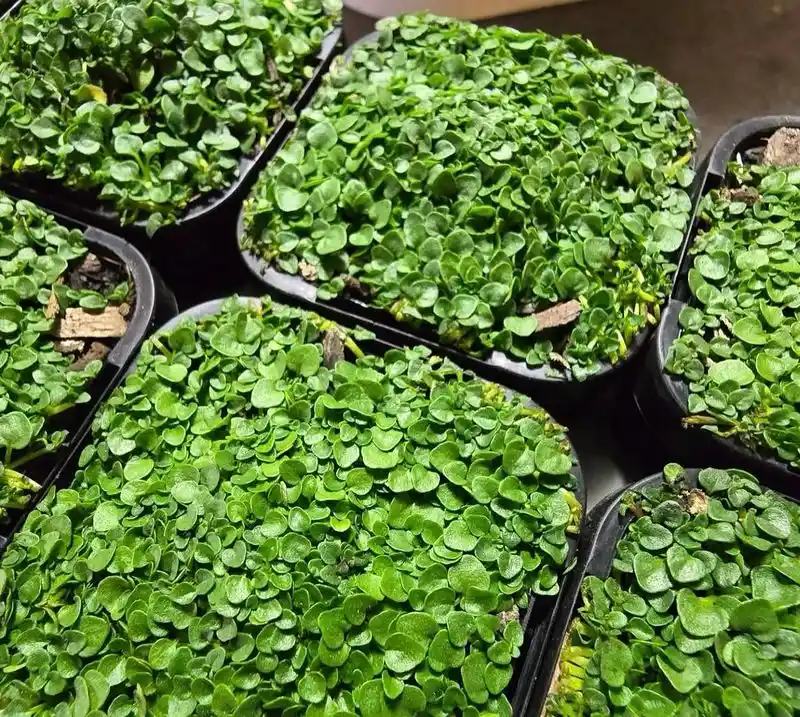 Corsican Mint