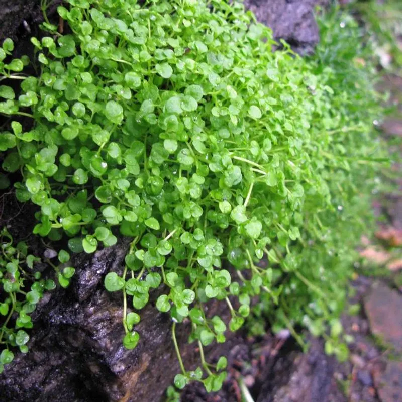 Corsican Mint