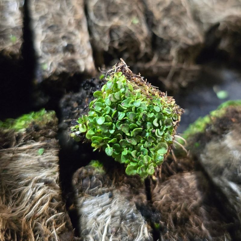 Corsican Mint
