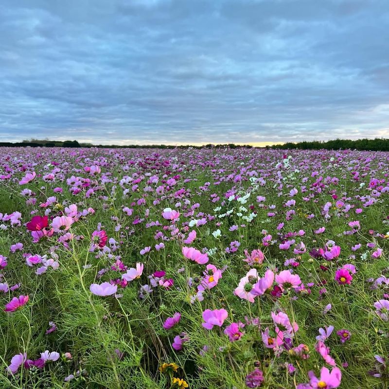 Cosmos