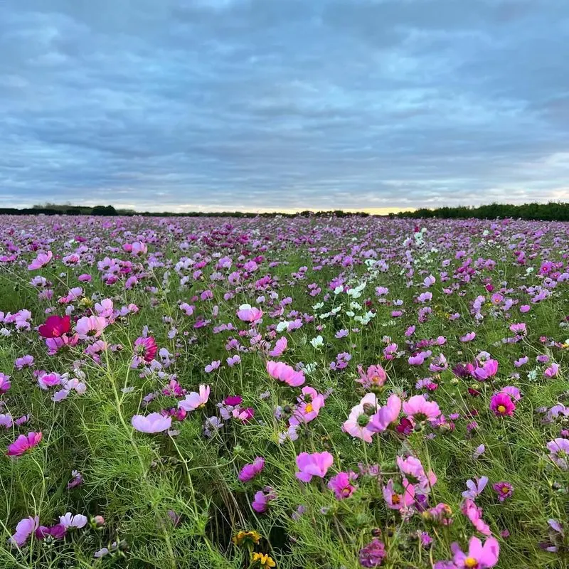Cosmos