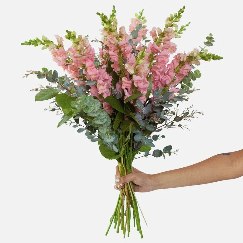 Snapdragon