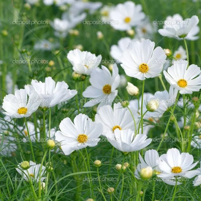 Cosmos