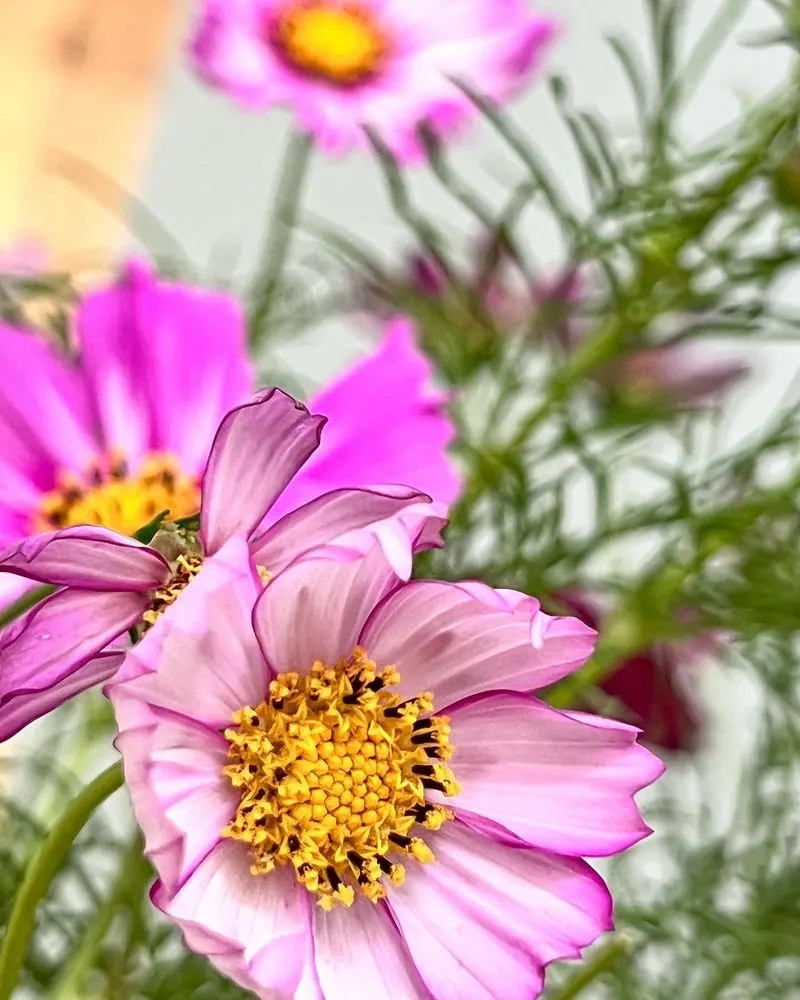 Cosmos