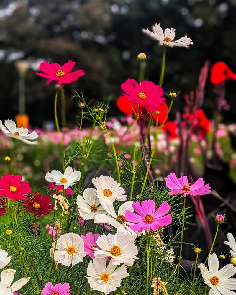 Cosmos