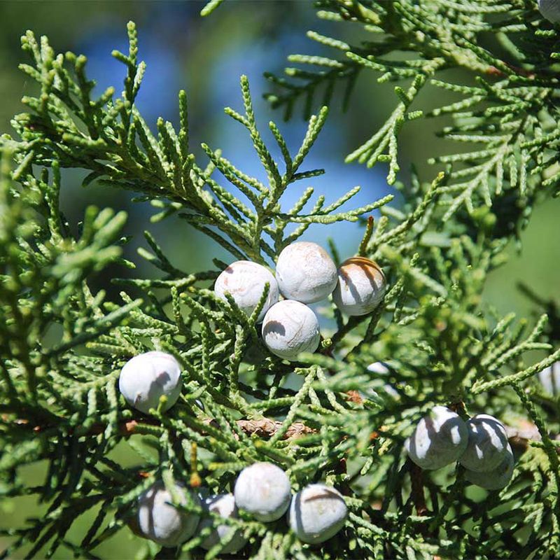 Eastern Red Cedar