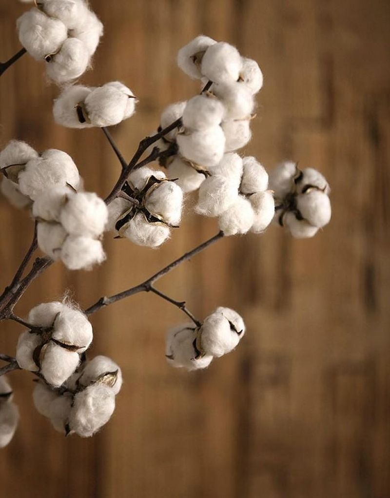 Cotton Stems