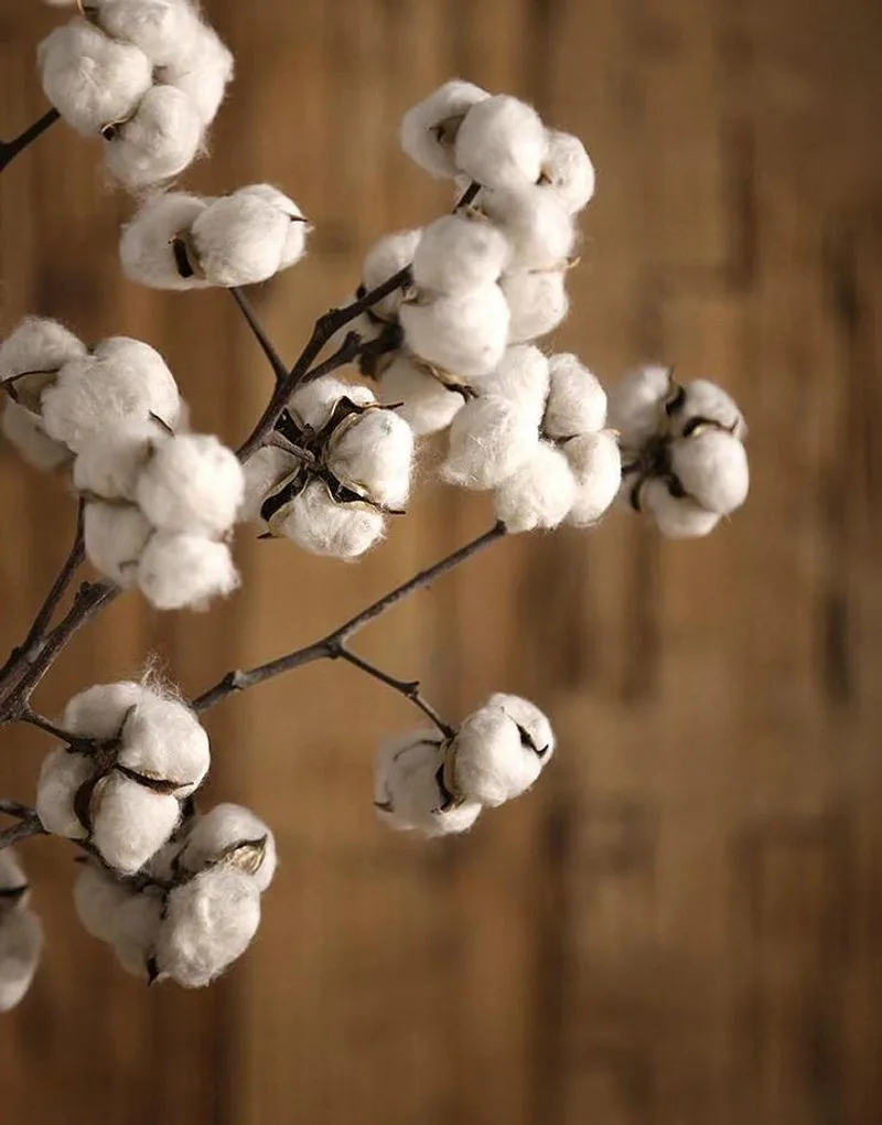 Cotton Stems