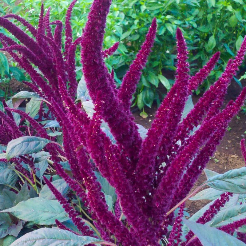 Amaranth