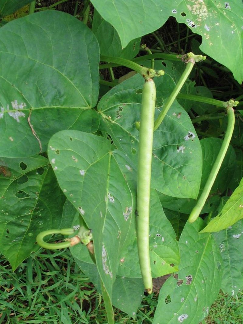 Cowpeas