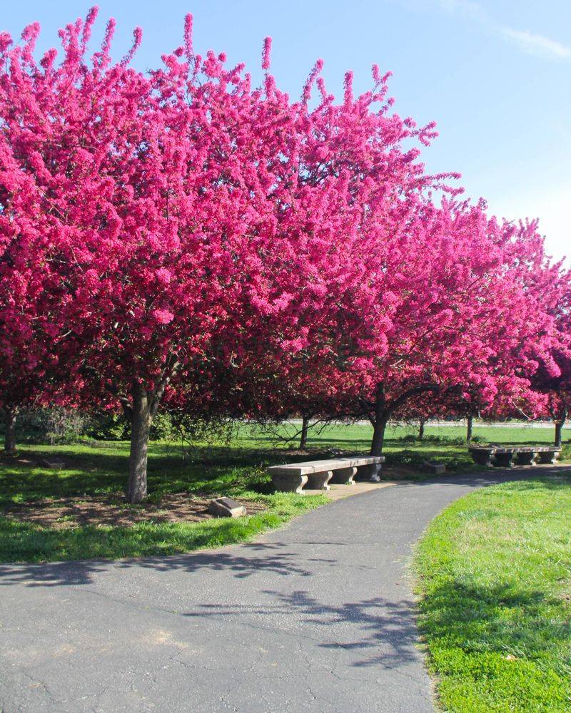 Crabapple