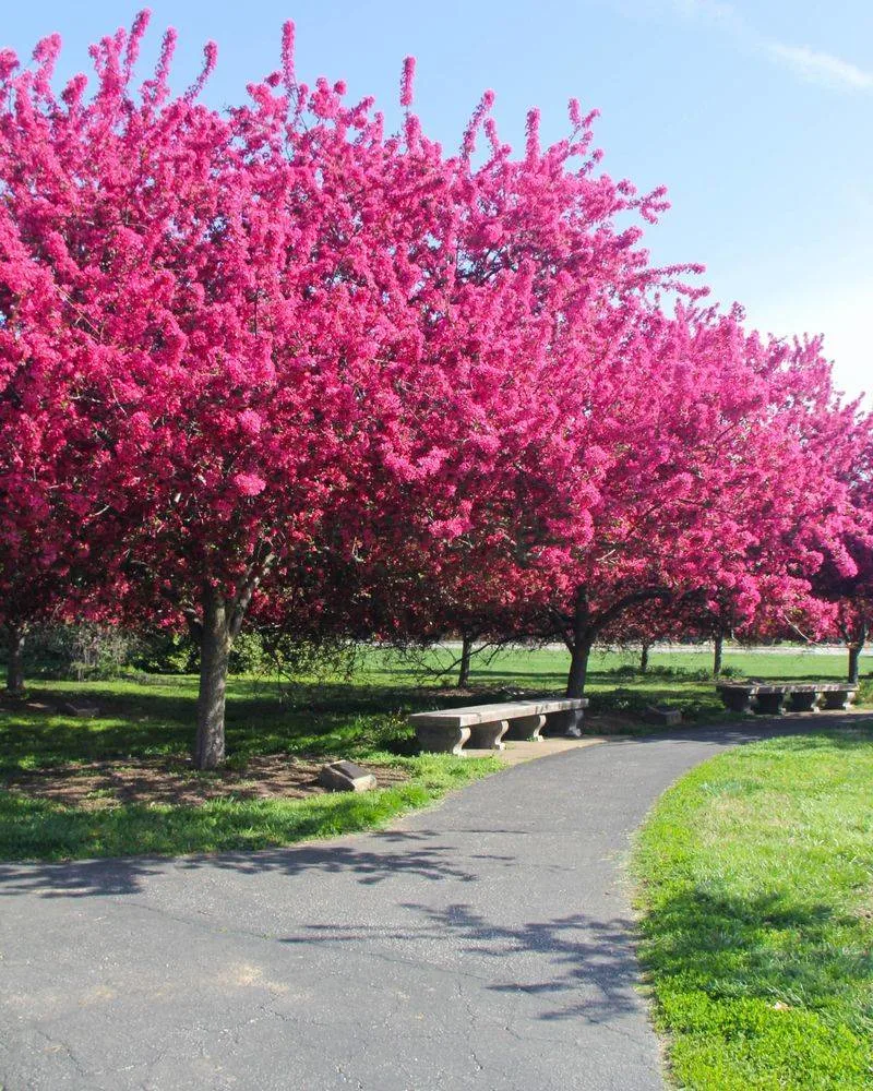 Crabapple
