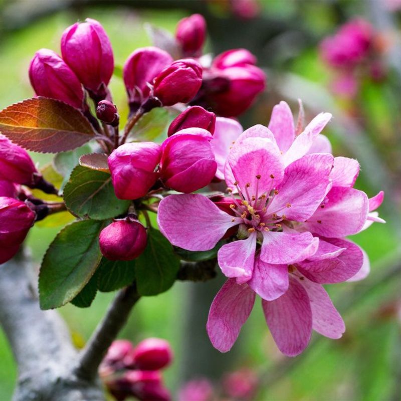 Crabapple