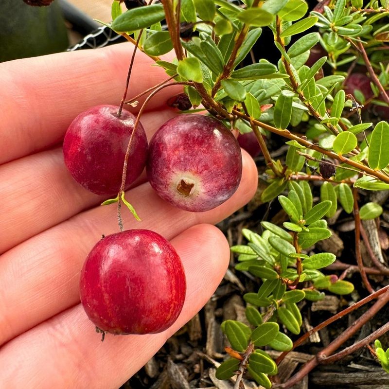 Cranberries