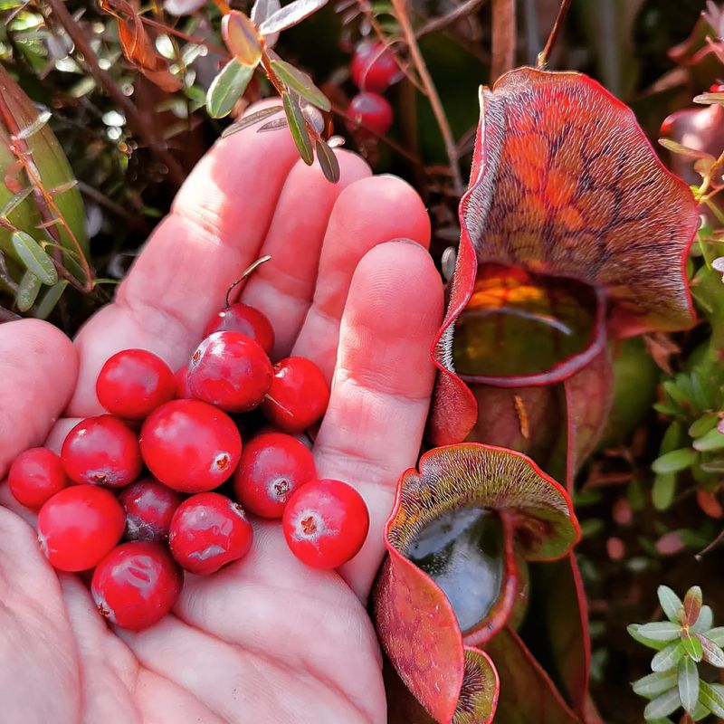 Cranberries