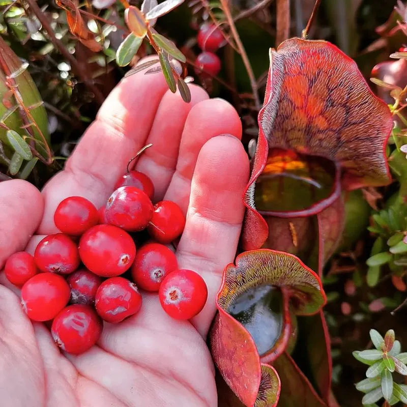 Cranberries