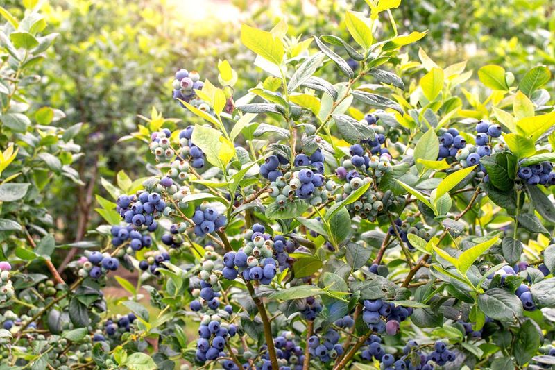 Blueberry
