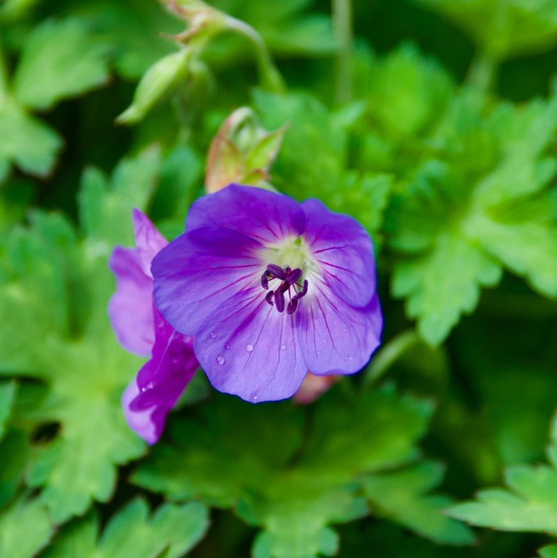 Cranesbill