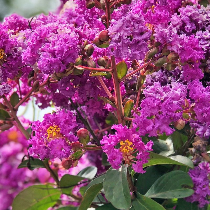 Crape Myrtle