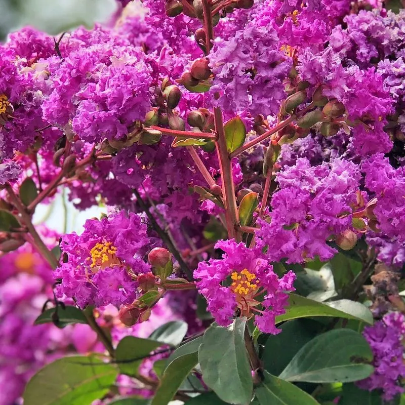 Crape Myrtle
