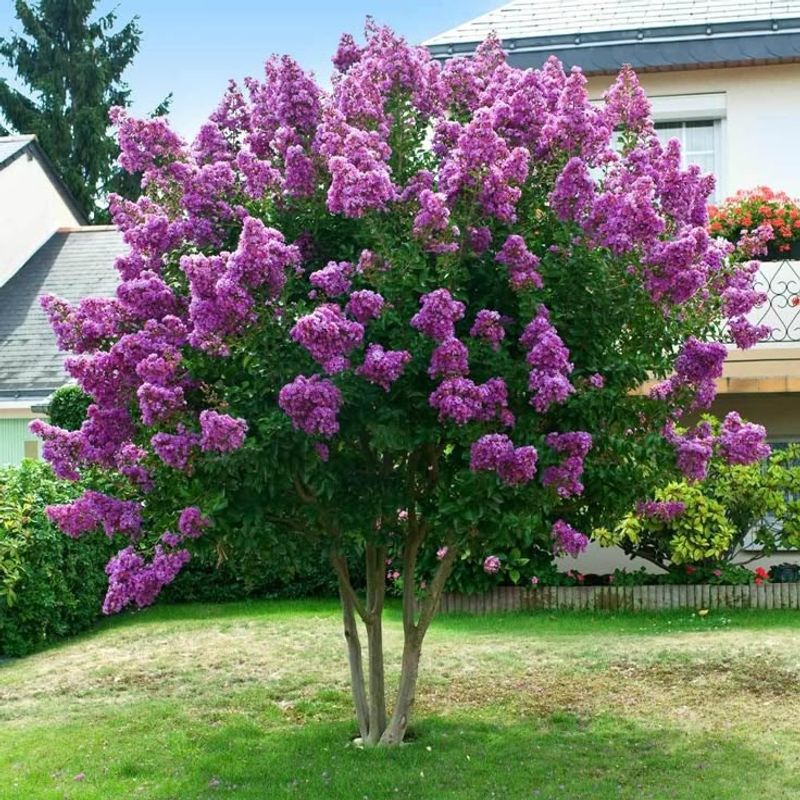 Crape Myrtle (Lagerstroemia spp.)