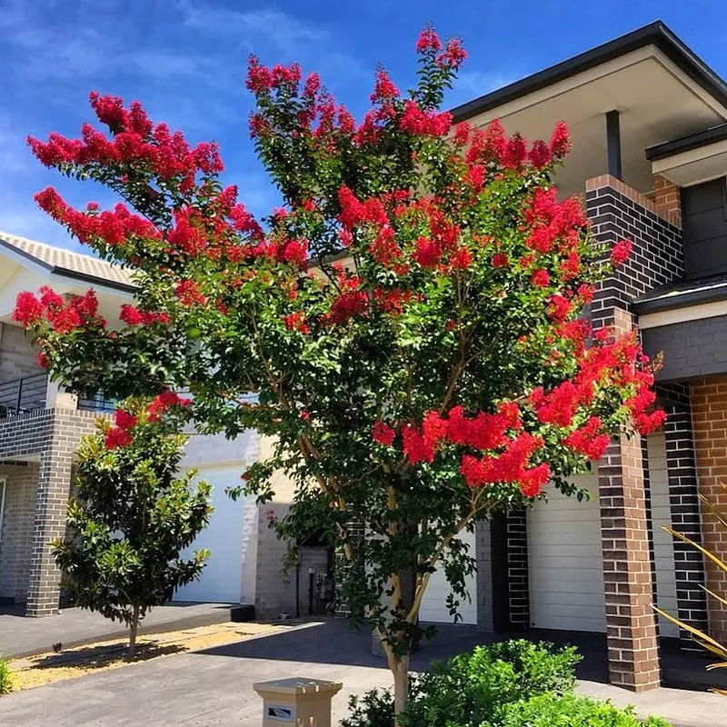 Crape Myrtle
