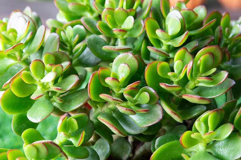 Crassula Ovata