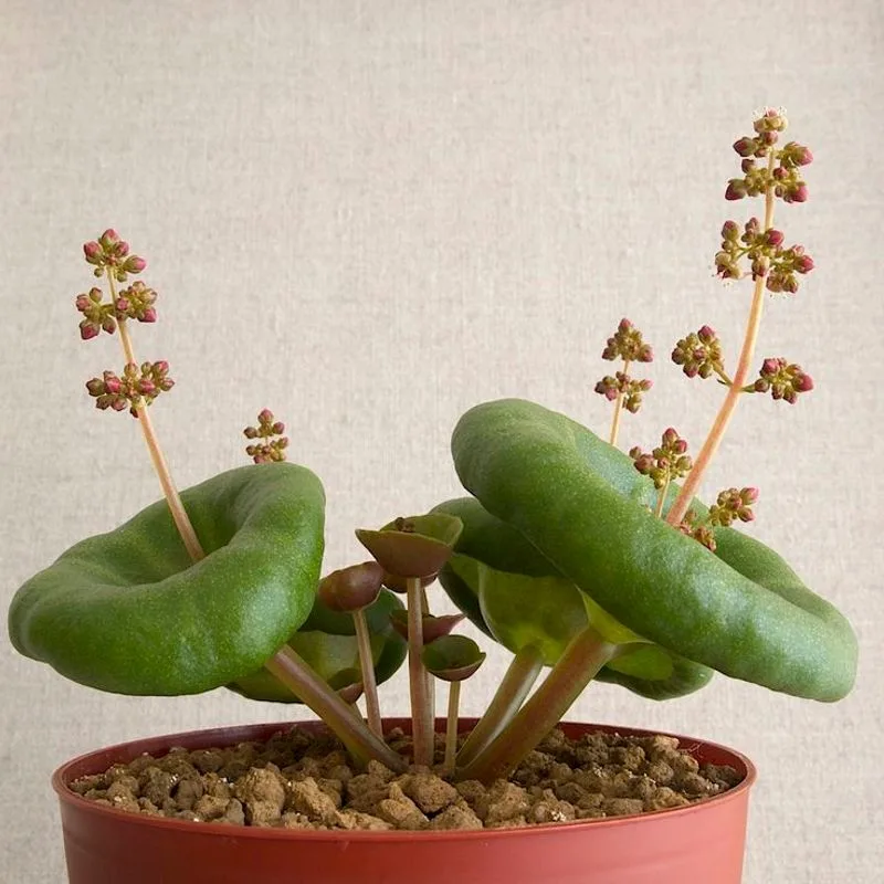 Crassula Umbella (Wine Cup)