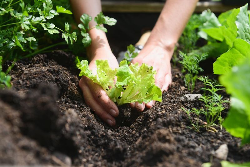 Creating Biodiversity in Your Garden