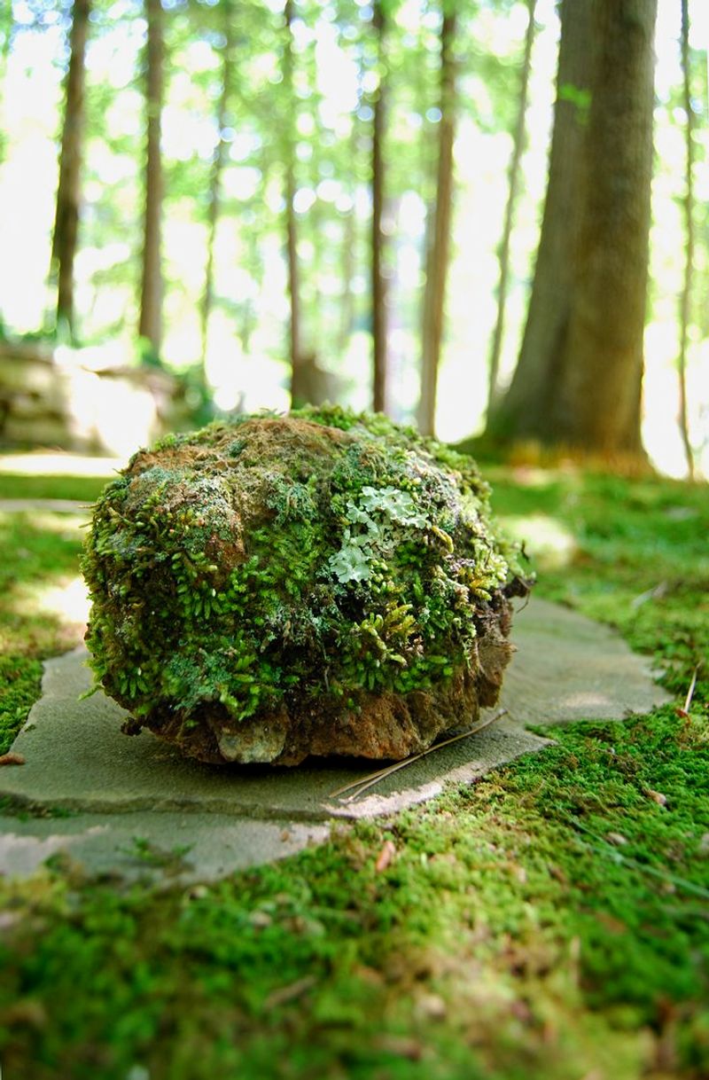 Creating a Moss Slurry