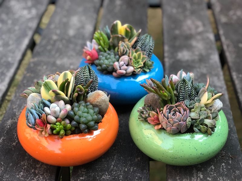 Creative Succulent Arrangements