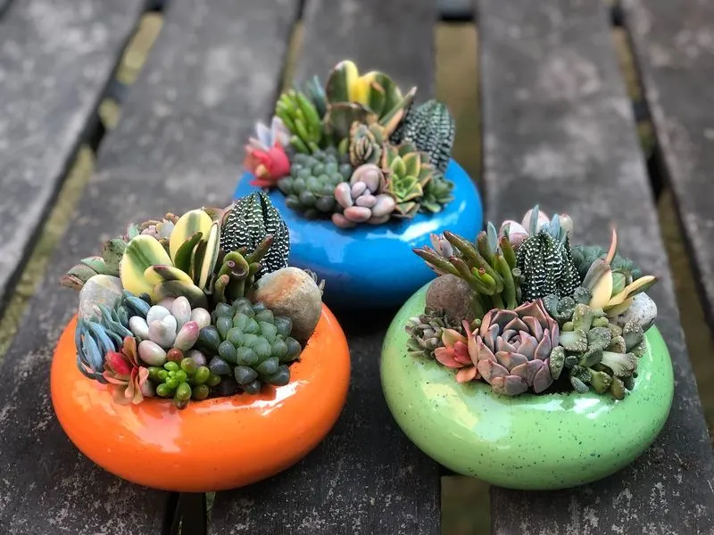 Creative Succulent Arrangements
