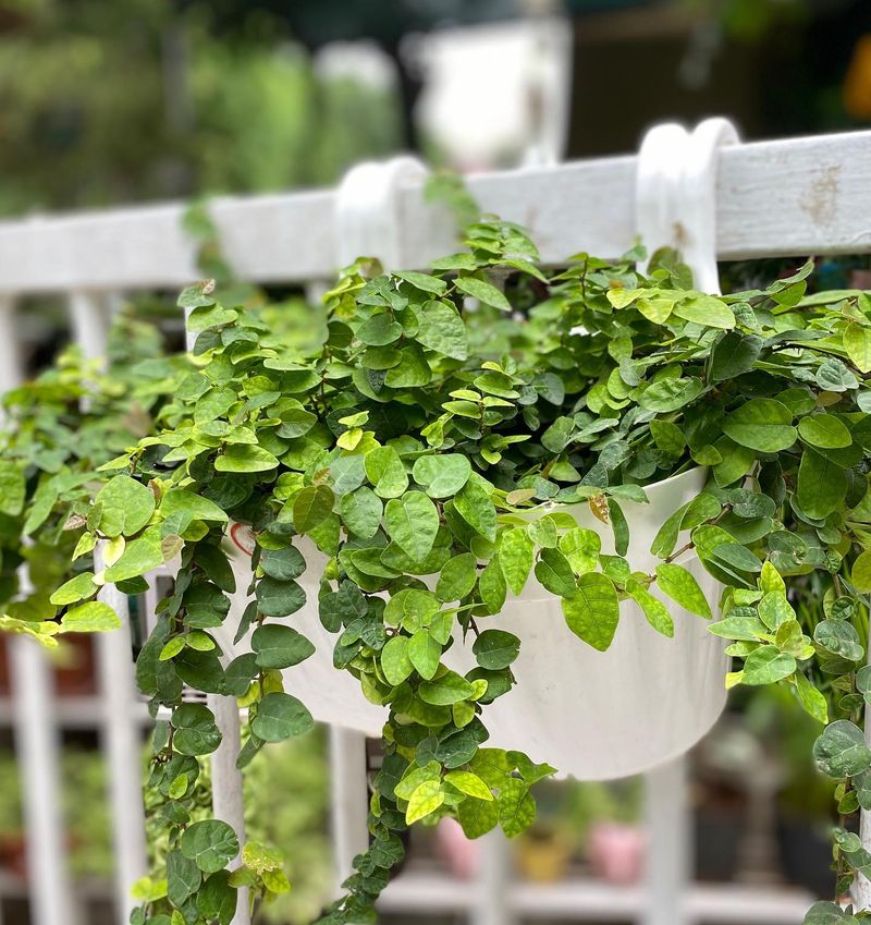 Creeping Fig