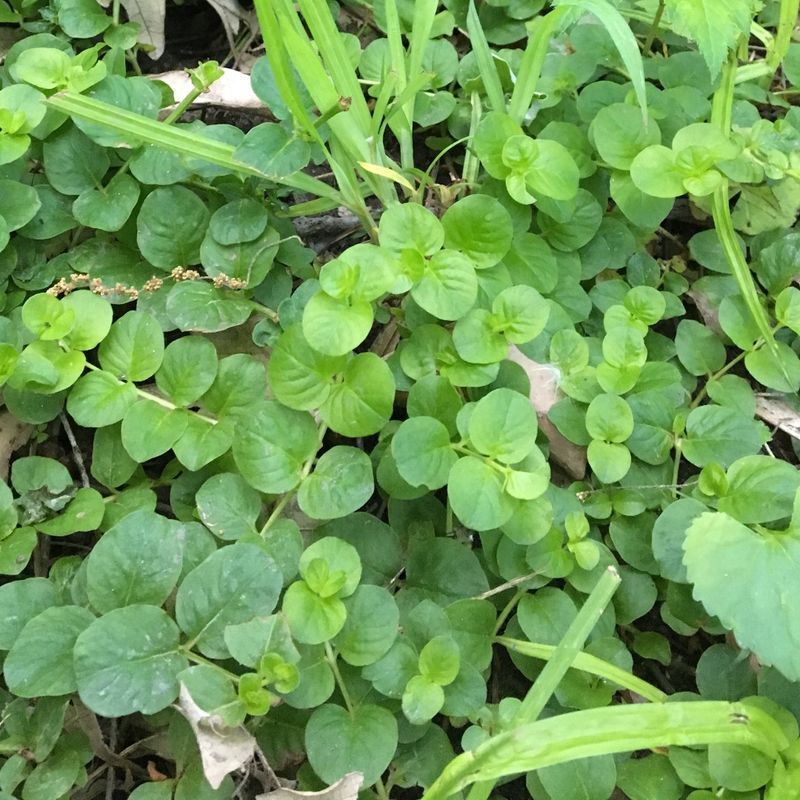 Creeping Jenny