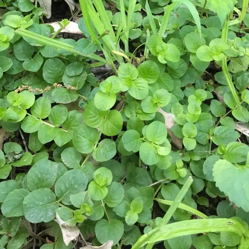 Creeping Jenny