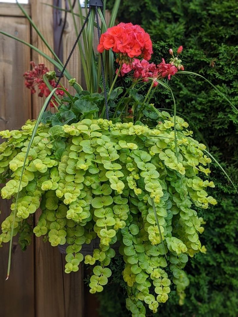 Creeping Jenny