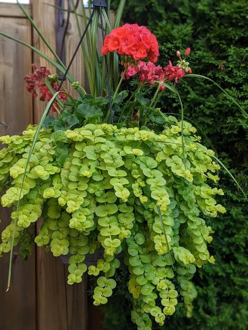 Creeping Jenny