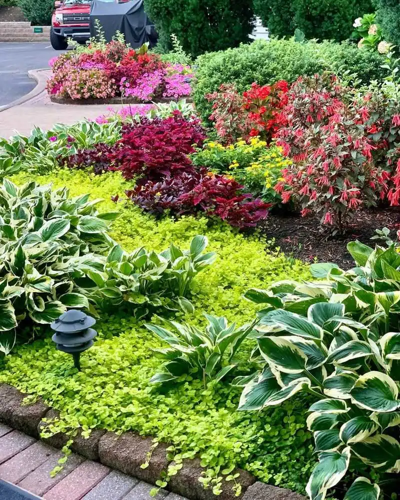 Creeping Jenny